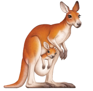 Kangaroo